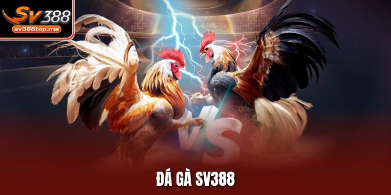 Đá Gà Sv388 – Trận Đấu Kịch Tính Và Hấp Dẫn Từng Giây