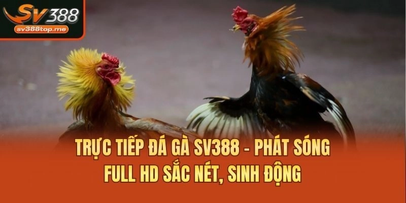 Trực tiếp đá gà SV388 - Phát sóng Full HD sắc nét, sinh động